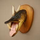 Fischwolpi Wolpertinger Keilerhecht Hecht Hirsch Geweih Keiler Kopf Fisch Präparat