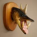 Fischwolpi Wolpertinger Keilerhecht Hecht Hirsch Geweih Keiler Kopf Fisch Präparat