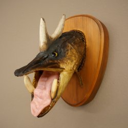 Fischwolpi Wolpertinger Keilerhecht Hecht Hirsch Geweih Keiler Kopf Fisch Präparat