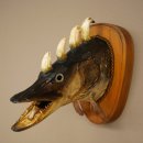 Fischwolpi Wolpertinger Drachenfisch Hecht Keiler Kopf...