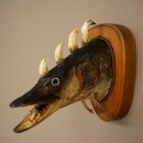Fischwolpi Wolpertinger Drachenfisch Hecht Keiler Kopf...