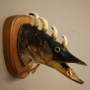 Fischwolpi Wolpertinger Drachenfisch Hecht Keiler Kopf Raub Fisch Präparat