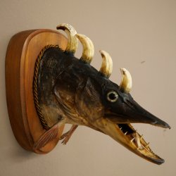 Fischwolpi Wolpertinger Drachenfisch Hecht Keiler Kopf Raub Fisch Präparat