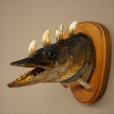 Fischwolpi Wolpertinger Hörnerhecht Hecht Keiler Kopf Raub Fisch Präparat