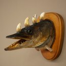 Fischwolpi Wolpertinger Hörnerhecht Hecht Keiler...