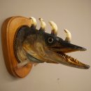 Fischwolpi Wolpertinger Hörnerhecht Hecht Keiler Kopf Raub Fisch Präparat