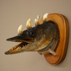 Fischwolpi Wolpertinger Hörnerhecht Hecht Keiler Kopf Raub Fisch Präparat
