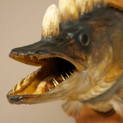 Fischwolpi Wolpertinger Hörnerhecht Hecht Keiler Kopf Raub Fisch Präparat