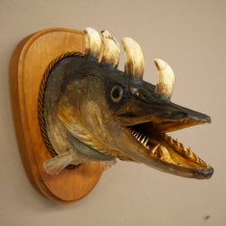 Fischwolpi Wolpertinger Hörnerhecht Hecht Keiler Kopf Raub Fisch Präparat