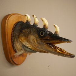 Fischwolpi Wolpertinger Hörnerhecht Hecht Keiler Kopf Raub Fisch Präparat