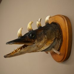 Fischwolpi Wolpertinger Hörnerhecht Hecht Keiler Kopf Raub Fisch Präparat