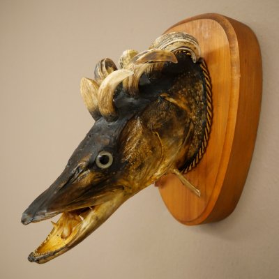 Fischwolpi Wolpertinger Hecht Keiler Kopf Raub Fisch Präparat 86.18.6