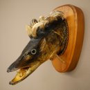 Fischwolpi Wolpertinger Hecht Keiler Kopf Raub Fisch...
