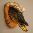 Fischwolpi Wolpertinger Hecht Keiler Kopf Raub Fisch Präparat 86.18.6