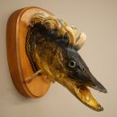 Fischwolpi Wolpertinger Hecht Keiler Kopf Raub Fisch Präparat 86.18.6