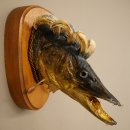 Fischwolpi Wolpertinger Hecht Keiler Kopf Raub Fisch Präparat 86.18.6