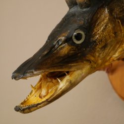 Fischwolpi Wolpertinger Hecht Keiler Kopf Raub Fisch Präparat 86.18.6