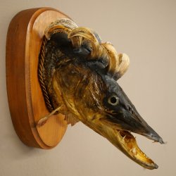 Fischwolpi Wolpertinger Hecht Keiler Kopf Raub Fisch Präparat 86.18.6