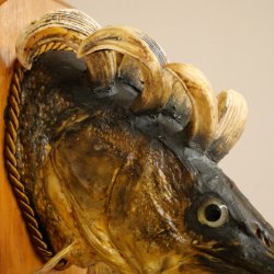 Fischwolpi Wolpertinger Hecht Keiler Kopf Raub Fisch Präparat 86.18.6