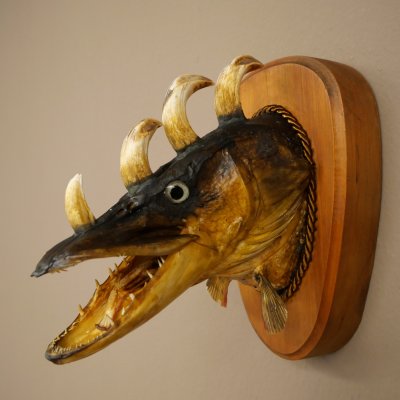 Fischwolpi Wolpertinger Drachenfisch Hecht Keiler Kopf Raub Fisch Präparat