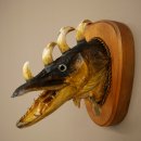 Fischwolpi Wolpertinger Drachenfisch Hecht Keiler Kopf...