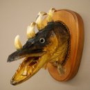 Fischwolpi Wolpertinger Drachenfisch Hecht Keiler Kopf...