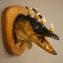 Fischwolpi Wolpertinger Drachenfisch Hecht Keiler Kopf Raub Fisch Präparat