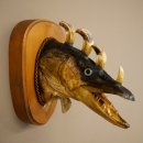 Fischwolpi Wolpertinger Drachenfisch Hecht Keiler Kopf Raub Fisch Präparat