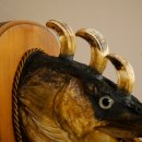 Fischwolpi Wolpertinger Drachenfisch Hecht Keiler Kopf Raub Fisch Präparat