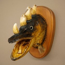 Fischwolpi Wolpertinger Drachenfisch Hecht Keiler Kopf Raub Fisch Präparat
