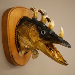 Fischwolpi Wolpertinger Drachenfisch Hecht Keiler Kopf Raub Fisch Präparat