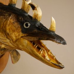 Fischwolpi Wolpertinger Drachenfisch Hecht Keiler Kopf Raub Fisch Präparat