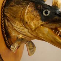 Fischwolpi Wolpertinger Drachenfisch Hecht Keiler Kopf Raub Fisch Präparat