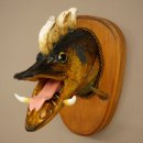 Fischwolpi Wolpertinger Drachenhecht Hecht Keiler Kopf Fisch Präparat