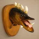 Fischwolpi Wolpertinger Drachenhecht Hecht Keiler Kopf Fisch Präparat