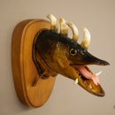 Fischwolpi Wolpertinger Drachenhecht Hecht Keiler Kopf Fisch Präparat