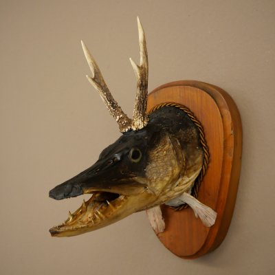Fischwolpi Wolpertinger mit Rehgeweih Hecht Kopf Raub Fisch Präparat