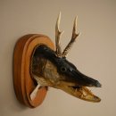 Fischwolpi Wolpertinger mit Rehgeweih Hecht Kopf Raub...