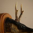 Fischwolpi Wolpertinger mit Rehgeweih Hecht Kopf Raub Fisch Präparat