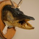 Fischwolpi Wolpertinger mit Rehgeweih Hecht Kopf Raub Fisch Präparat
