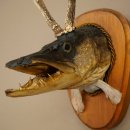 Fischwolpi Wolpertinger mit Rehgeweih Hecht Kopf Raub Fisch Präparat