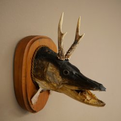 Fischwolpi Wolpertinger mit Rehgeweih Hecht Kopf Raub Fisch Präparat