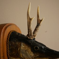 Fischwolpi Wolpertinger mit Rehgeweih Hecht Kopf Raub Fisch Präparat