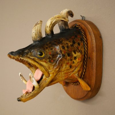 Fischwolpi Wolpertinger Bachforelle Keilerwaffen Kopf Fisch Präparat