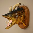 Fischwolpi Wolpertinger Bachforelle Keilerwaffen Kopf...