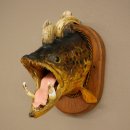 Fischwolpi Wolpertinger Bachforelle Keilerwaffen Kopf Fisch Präparat