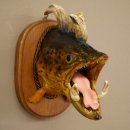 Fischwolpi Wolpertinger Bachforelle Keilerwaffen Kopf Fisch Präparat