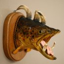 Fischwolpi Wolpertinger Bachforelle Keilerwaffen Kopf Fisch Präparat