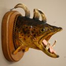 Fischwolpi Wolpertinger Bachforelle Keilerwaffen Kopf Fisch Präparat