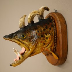 Fischwolpi Wolpertinger Bachforelle Keilerwaffen Kopf Fisch Präparat